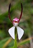 Leptoceras menziesii Hare Orchid2